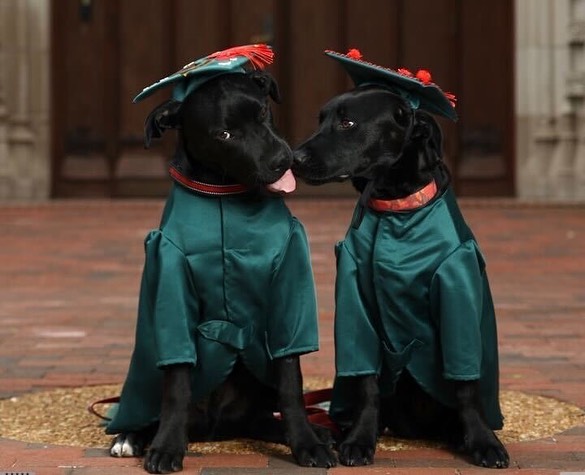 photo of dogs Bear and Brookie and graduation cap and gown