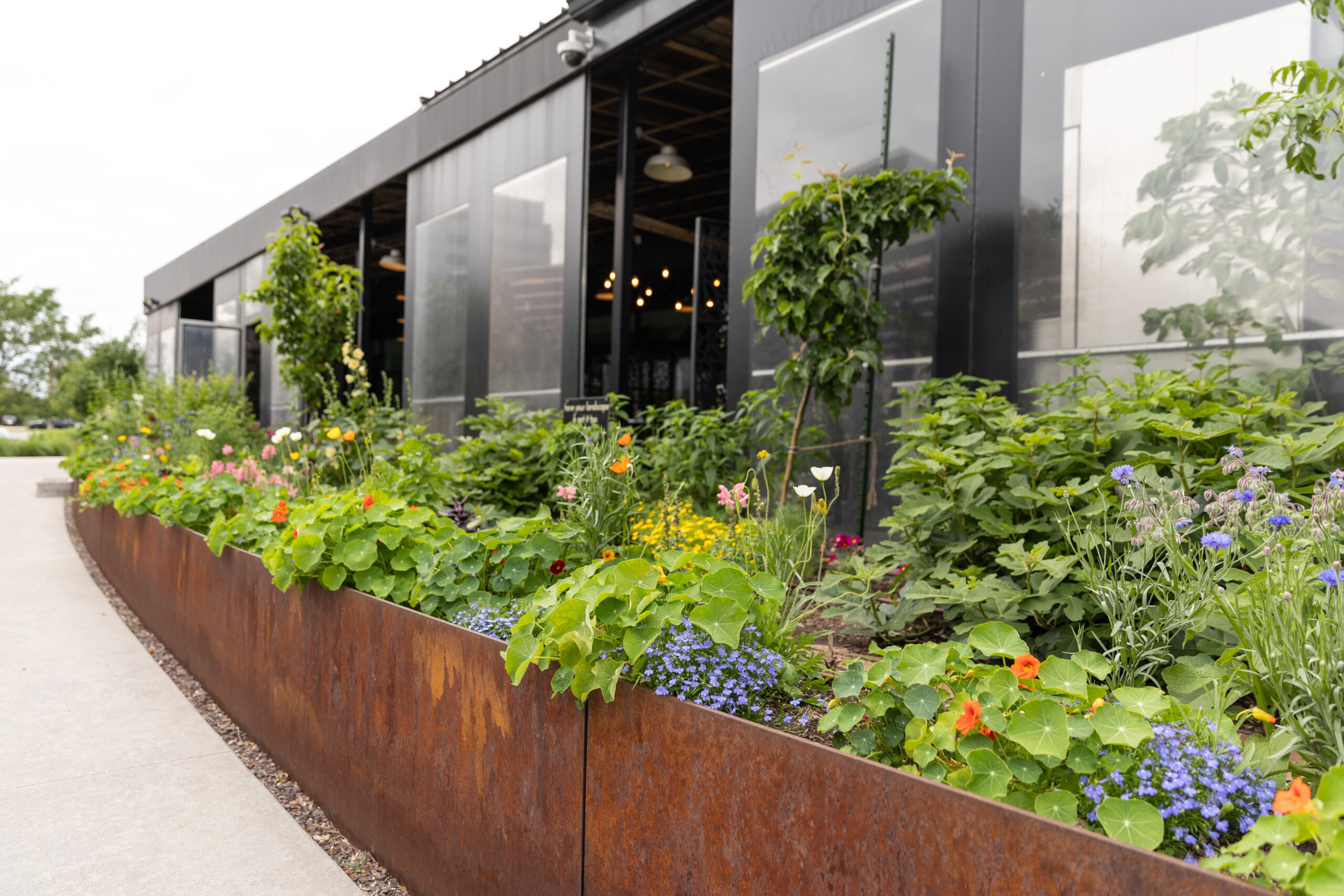 A photo of a culinary garden.